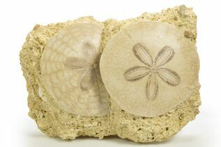 Sand Dollars For Sale