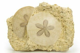 Sand Dollars For Sale