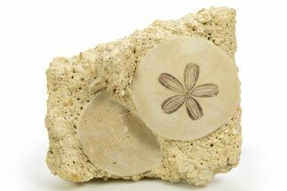 Two Fossil Sand Dollars (Scutella) - France #317756
