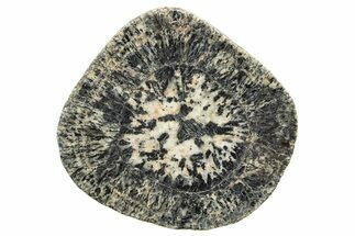 Polished Orbicular Granite Section - Western Australia #317973