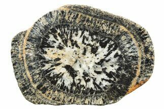 Polished Orbicular Granite Section - Western Australia #317974