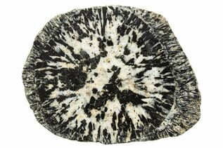 Buy Orbicular Granite