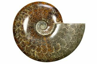 Polished Cretaceous Ammonite (Cleoniceras) Fossil - Madagascar #317868