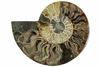 Cut & Polished Ammonite Fossil (Half) - Madagascar #317953