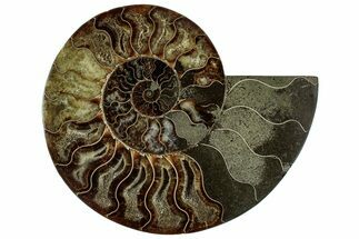 Cut & Polished Ammonite Fossil (Half) - Madagascar #318027