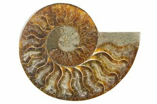 Cut & Polished Ammonite Fossil (Half) - Madagascar #318085