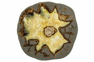 Polished Septarian Slab with Fossil Bivalve - Utah #318056