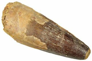 Fossil Spinosaurus Tooth - Feeding Worn Tip #316827