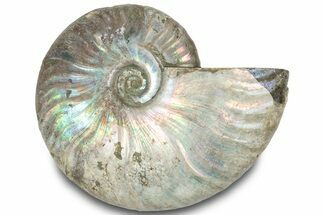 Silver Iridescent Ammonite (Cleoniceras) Fossil - Madagascar #317568
