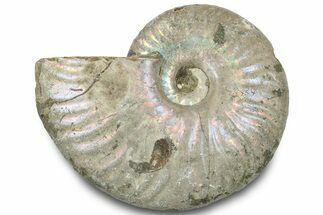 Silver Iridescent Ammonite (Cleoniceras) Fossil - Madagascar #317573