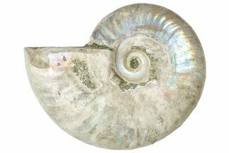 Silver Iridescent Ammonite (Cleoniceras) Fossil - Madagascar #317582