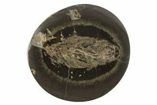 Polished Fish Coprolite (Fossil Poo) Nodule Half - Scotland #315173