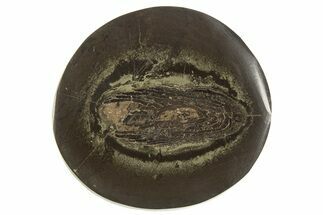 Polished Fish Coprolite (Fossil Poo) Nodule Half - Scotland #315175