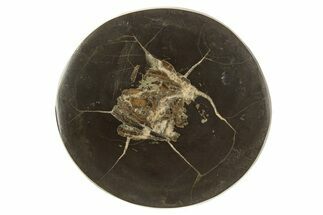 Polished Fish Coprolite (Fossil Poo) Nodule Half - Scotland #315178