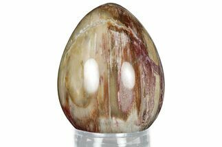 Colorful, Polished Petrified Wood Egg - Madagascar #318347