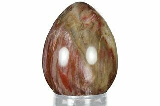 Colorful, Polished Petrified Wood Egg - Madagascar #318347