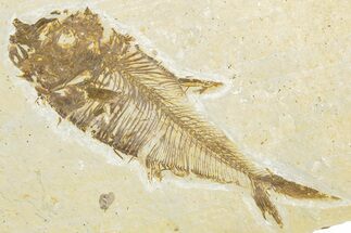 Bargain, Fossil Fish (Diplomystus) - Wyoming #318357