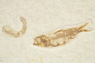 Detailed Fossil Fish (Knightia) - Wyoming #318536