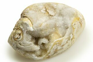 Chalcedony Replaced Gastropod With Sparkly Quartz - India #318712