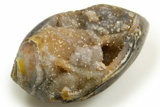 Buy Gastropods
