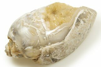 Chalcedony Replaced Gastropod With Sparkly Quartz - India #318723