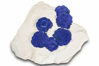 Vibrant Blue Azurite Suns on Siltstone - Australia #318770