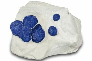 Vibrant Blue Azurite Suns on Siltstone - Australia #318796