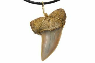 Fossil Hooked White Shark Tooth Necklace - Bakersfield, California #318863