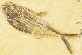 Detailed Fossil Fish (Diplomystus) - Wyoming #318494