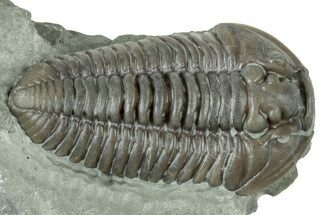 Prone Flexicalymene Trilobite - Ohio #319131