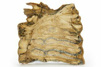 Polished Mammoth Molar Slice - South Carolina #319703