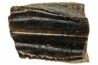 Fossil Hadrosaur (Edmontosaurus) Partial Tooth - Montana #319741