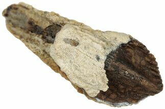 Unworn Rooted Triceratops Tooth - Montana #319768