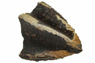 Unworn Fossil Dinosaur (Triceratops) Tooth Tip - Montana #319771