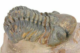 Detailed Reedops Trilobite - Atchana, Morocco #319932