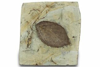 Detailed Fossil Leaf (Celtis) - Montana #320196