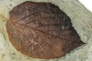 Fossil Leaf (Beringiaphyllum) - Montana #320216