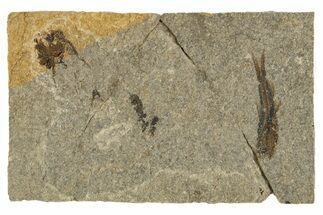 Oligocene Fossil Fish (Eomyctophum & Polyipnus) Plate - Poland #320584