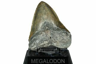 Fossil Megalodon Tooth - North Carolina #319909
