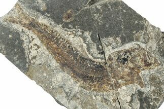 Oligocene Fossil Clupeoid Fish (Beksinskiella) - Poland #320622