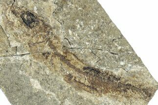 Oligocene Fossil Clupeoid Fish (Beksinskiella) - Poland #320629