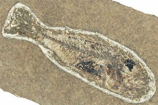 Oligocene Fossil Percoid Fish (Oligoserranoides) - Poland #320638