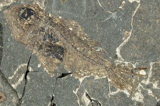 Oligocene Fossil Percoid Fish (Oligoserranoides) - Poland #320644