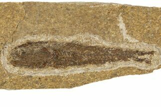 Oligocene Fossil Lanternfish (Eomyctophum) - Poland #320579