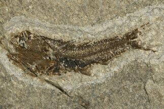 Oligocene Fossil Lanternfish (Eomyctophum) - Poland #320582