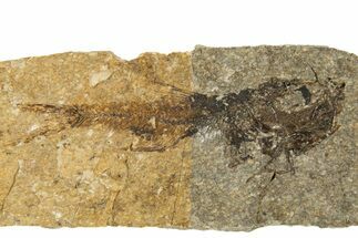 Oligocene Fossil Deep-Sea Hatchetfish (Polyipnus) - Poland #320590