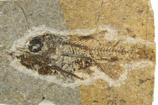 Oligocene Fossil Deep-Sea Hatchetfish (Polyipnus) - Poland #320592