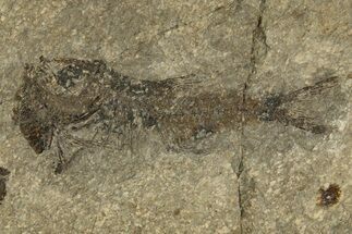 Oligocene Fossil Deep-Sea Hatchetfish (Polyipnus) - Poland #320594