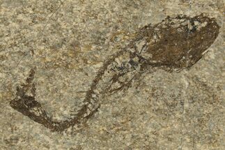 Oligocene Fossil Deep-Sea Hatchetfish (Polyipnus) - Poland #320595
