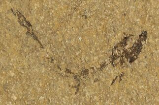 Oligocene Fossil Fish (Idrissia carpathica) - Poland #320601
